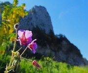 Baite di Mezzeno-Lago Branchino, festa di fiori-22giu26- FOTOGALLERY